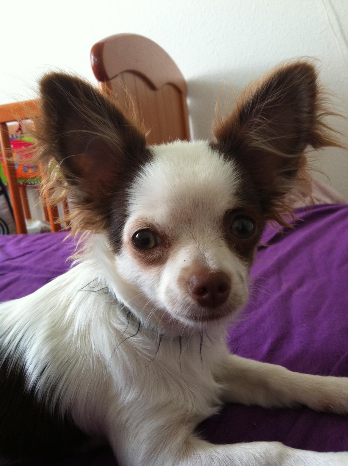 Chihuahua Chelsea billede 8