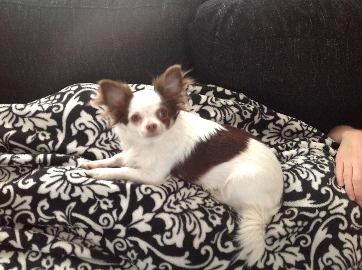 Chihuahua Chelsea billede 9