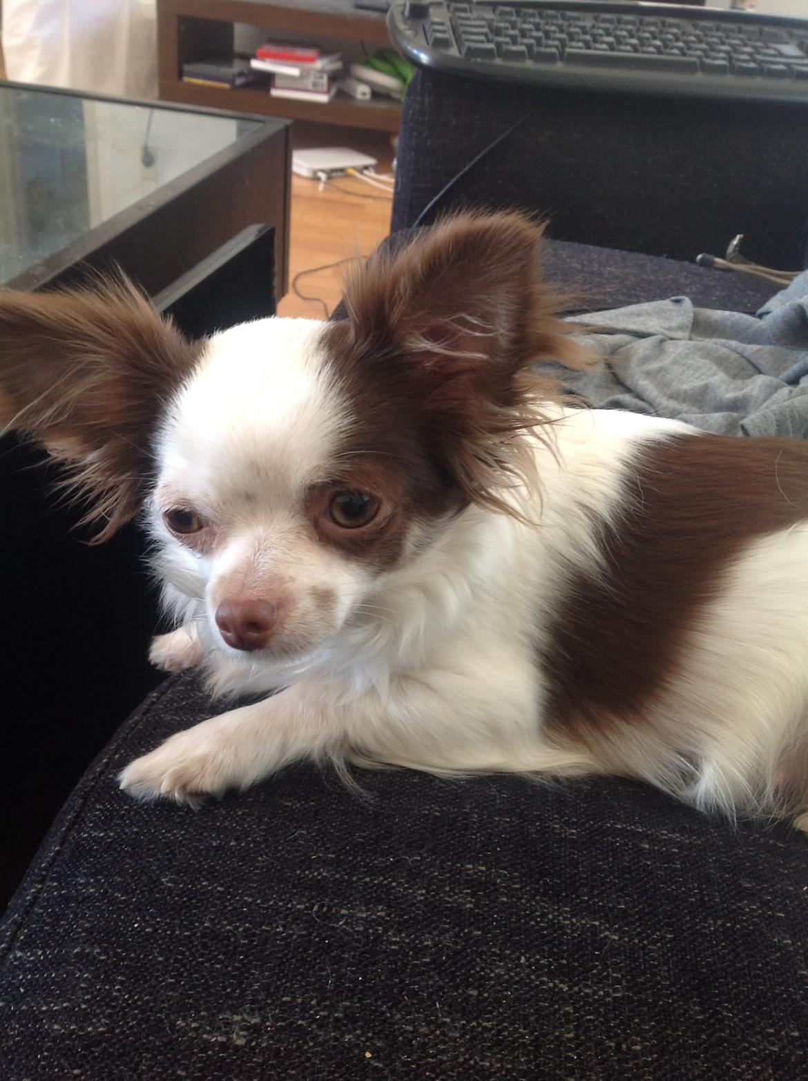 Chihuahua Chelsea billede 10