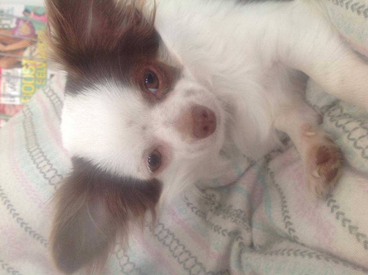 Chihuahua Chelsea billede 11