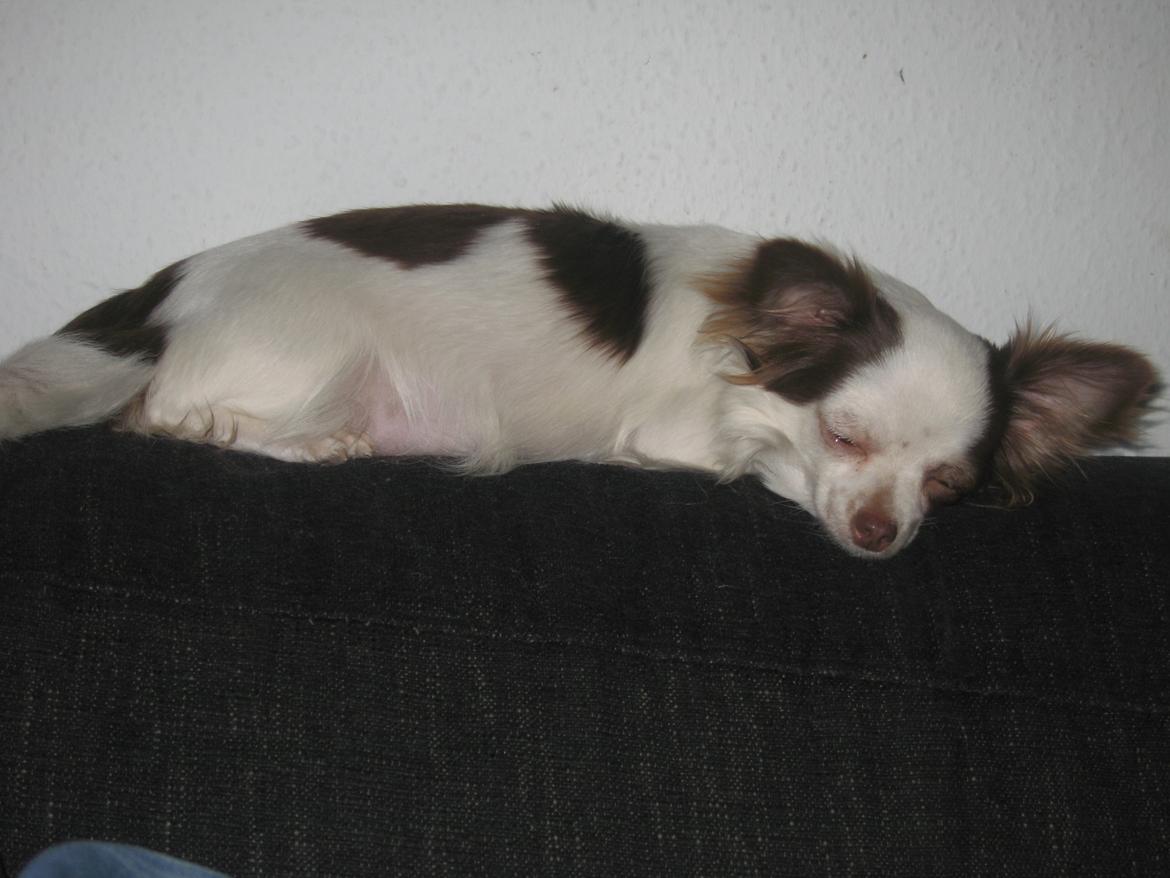Chihuahua Chelsea billede 12