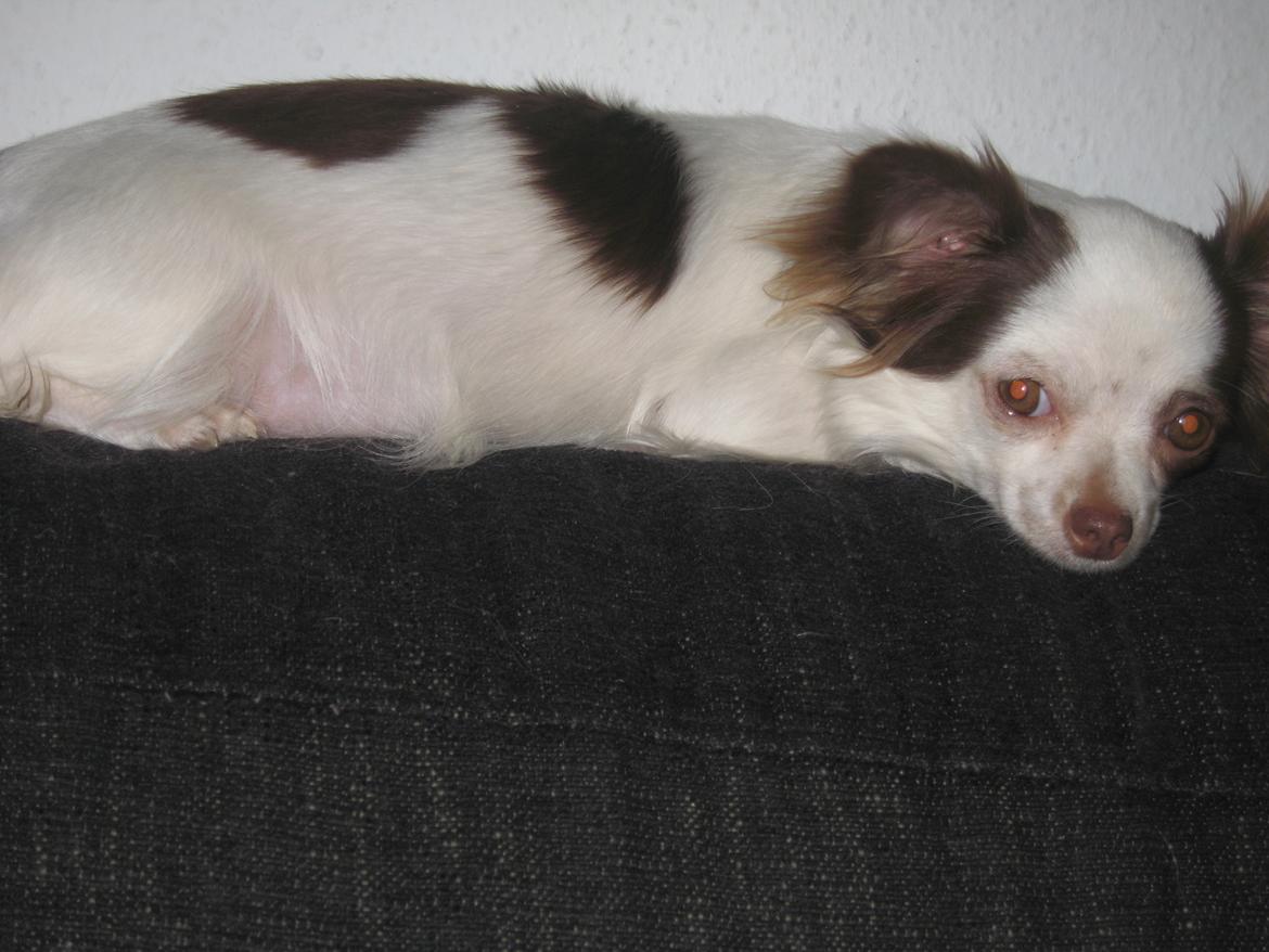 Chihuahua Chelsea - drægtige Chelsea....dag 50 d.13 maj 2012 :)  billede 13