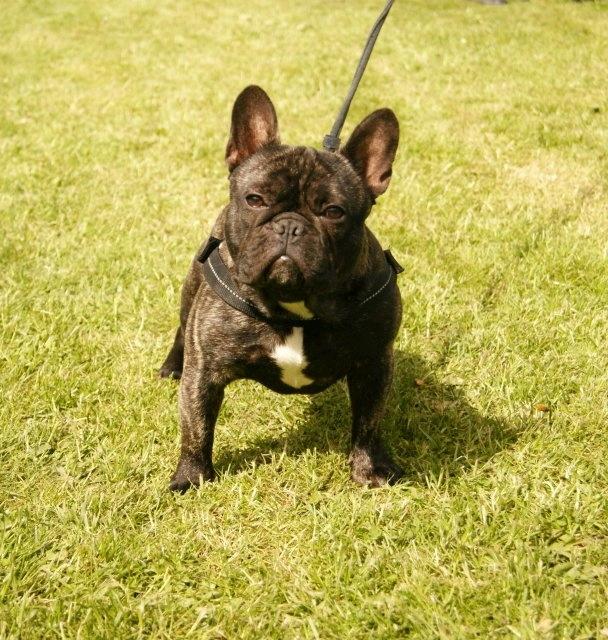 Fransk bulldog Ferdinan "Pumba" billede 1