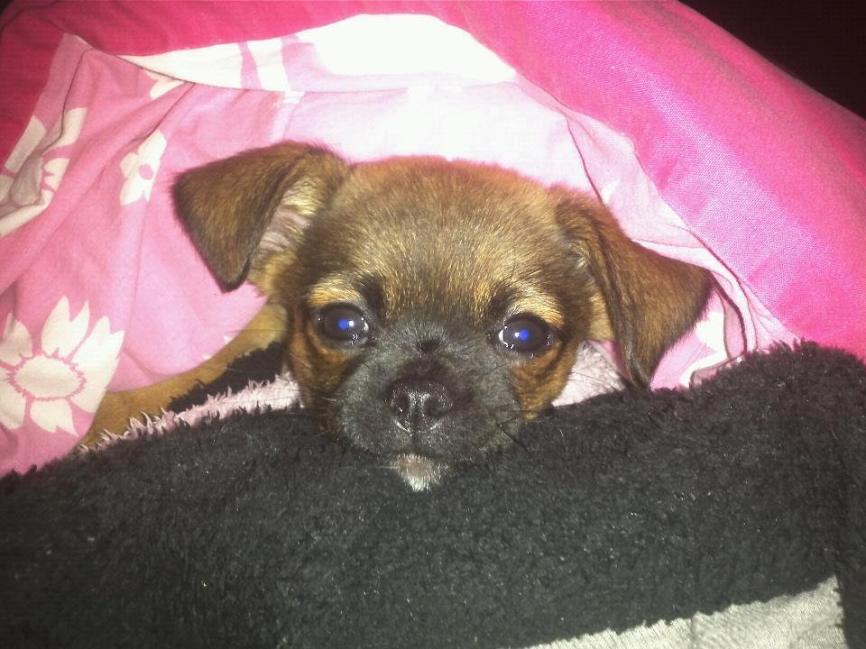 Blanding af racer Milo. billede 6