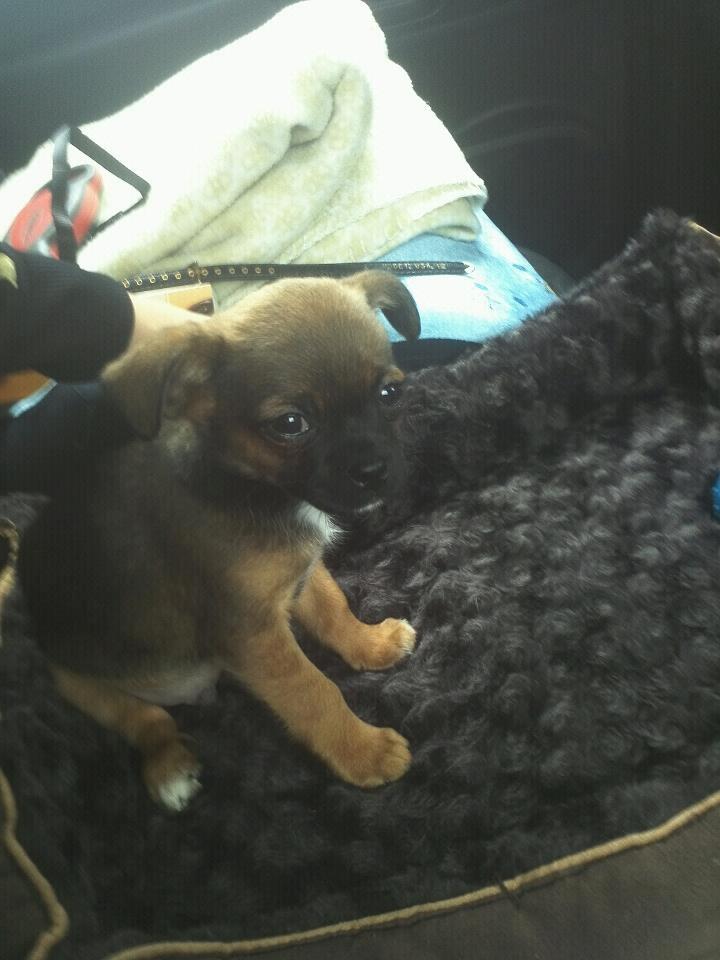 Blanding af racer Milo. billede 7