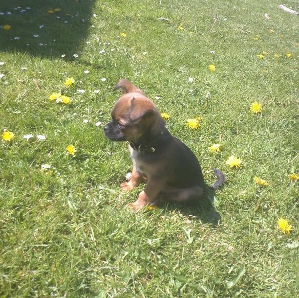 Blanding af racer Milo. billede 10