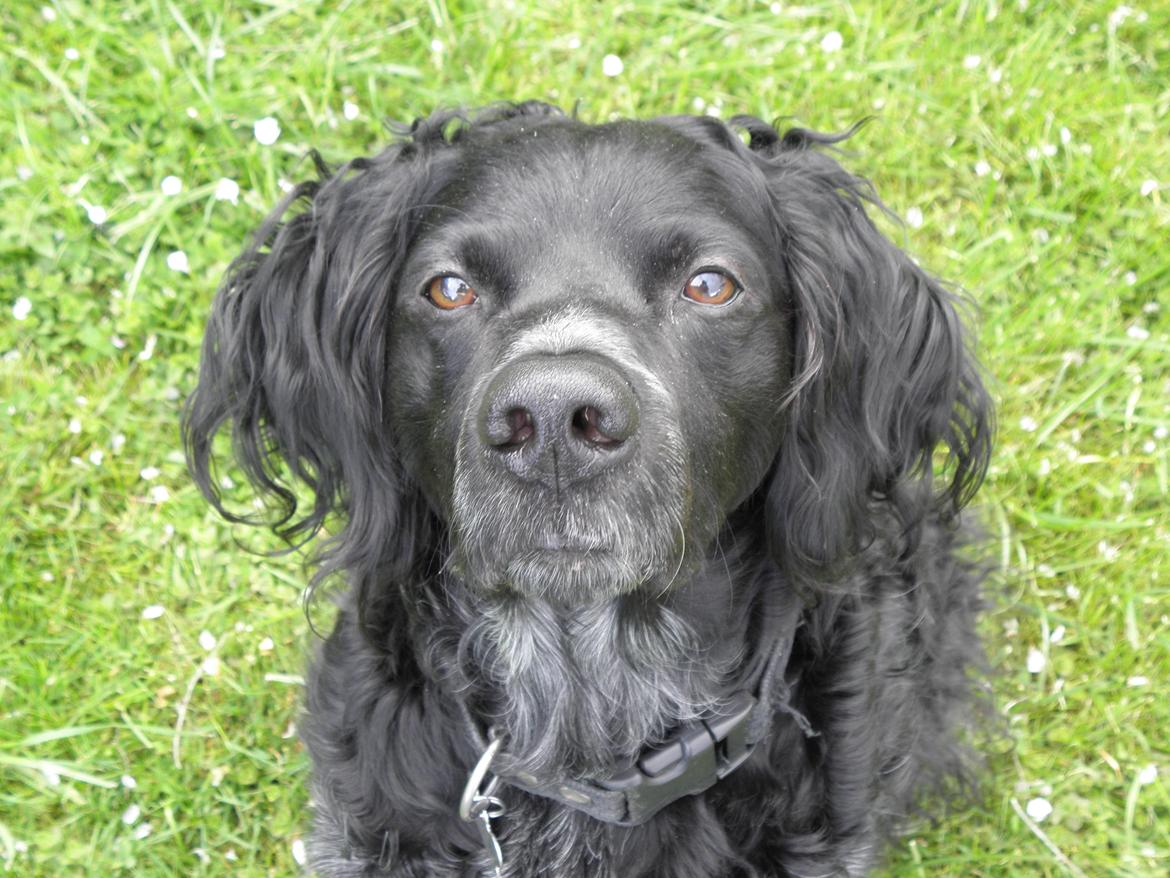 Breton Loke billede 9