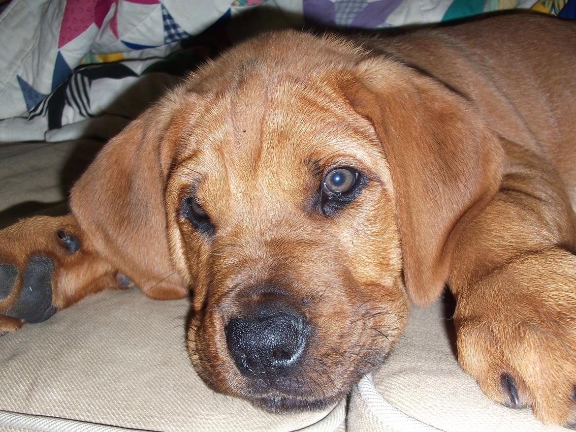 Blanding af racer Yoshi billede 6