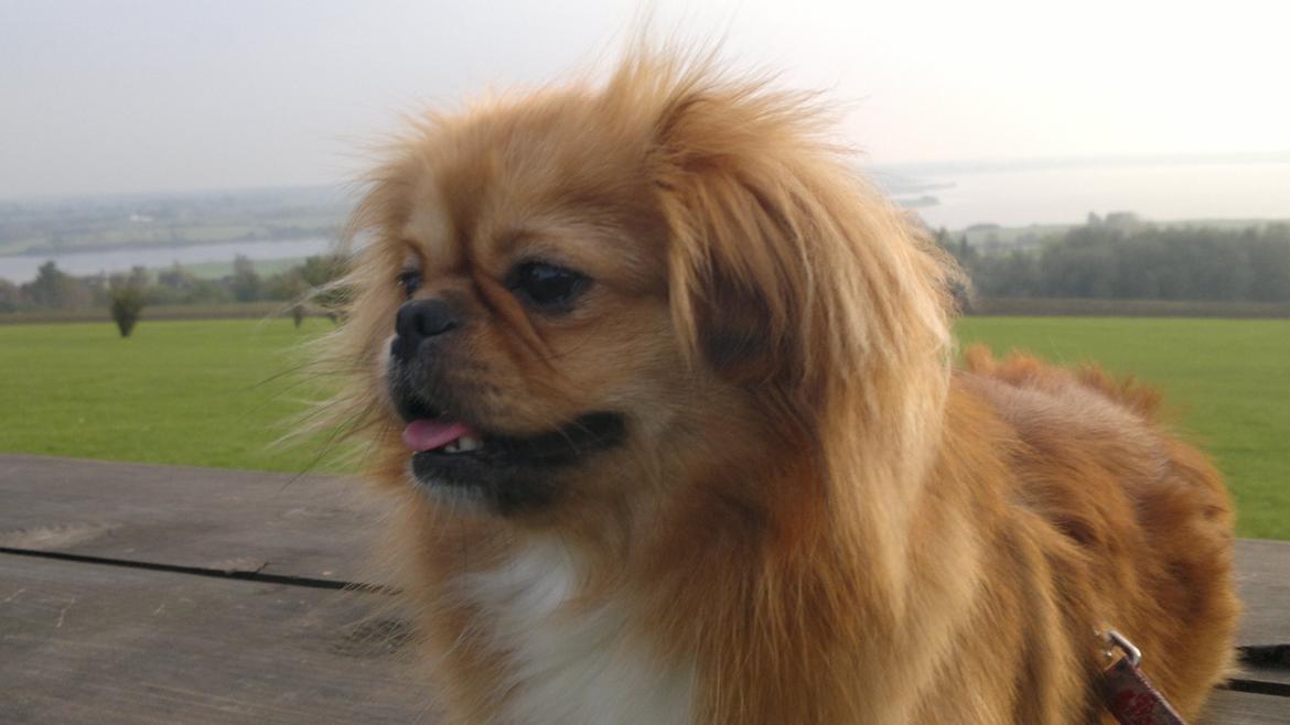 Blanding af racer Tulle billede 3