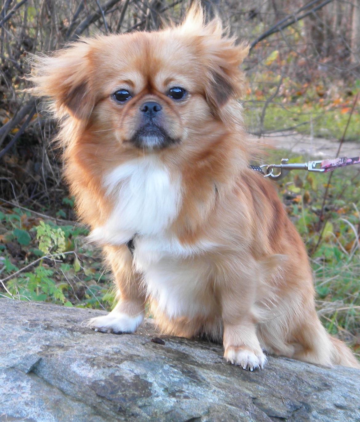 Blanding af racer Tulle billede 5