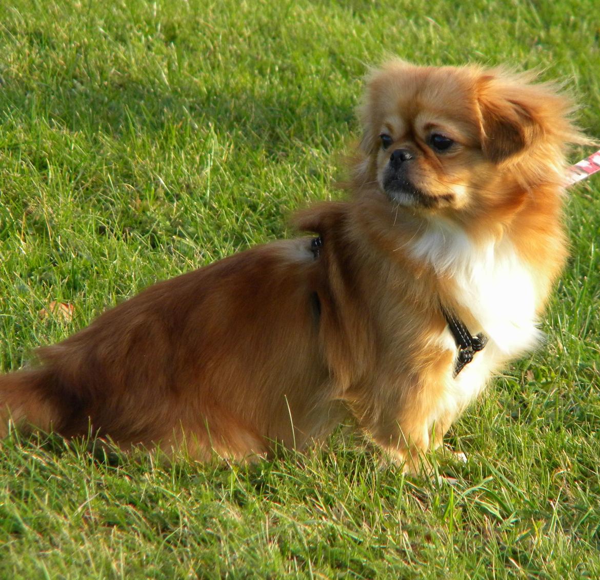 Blanding af racer Tulle billede 6