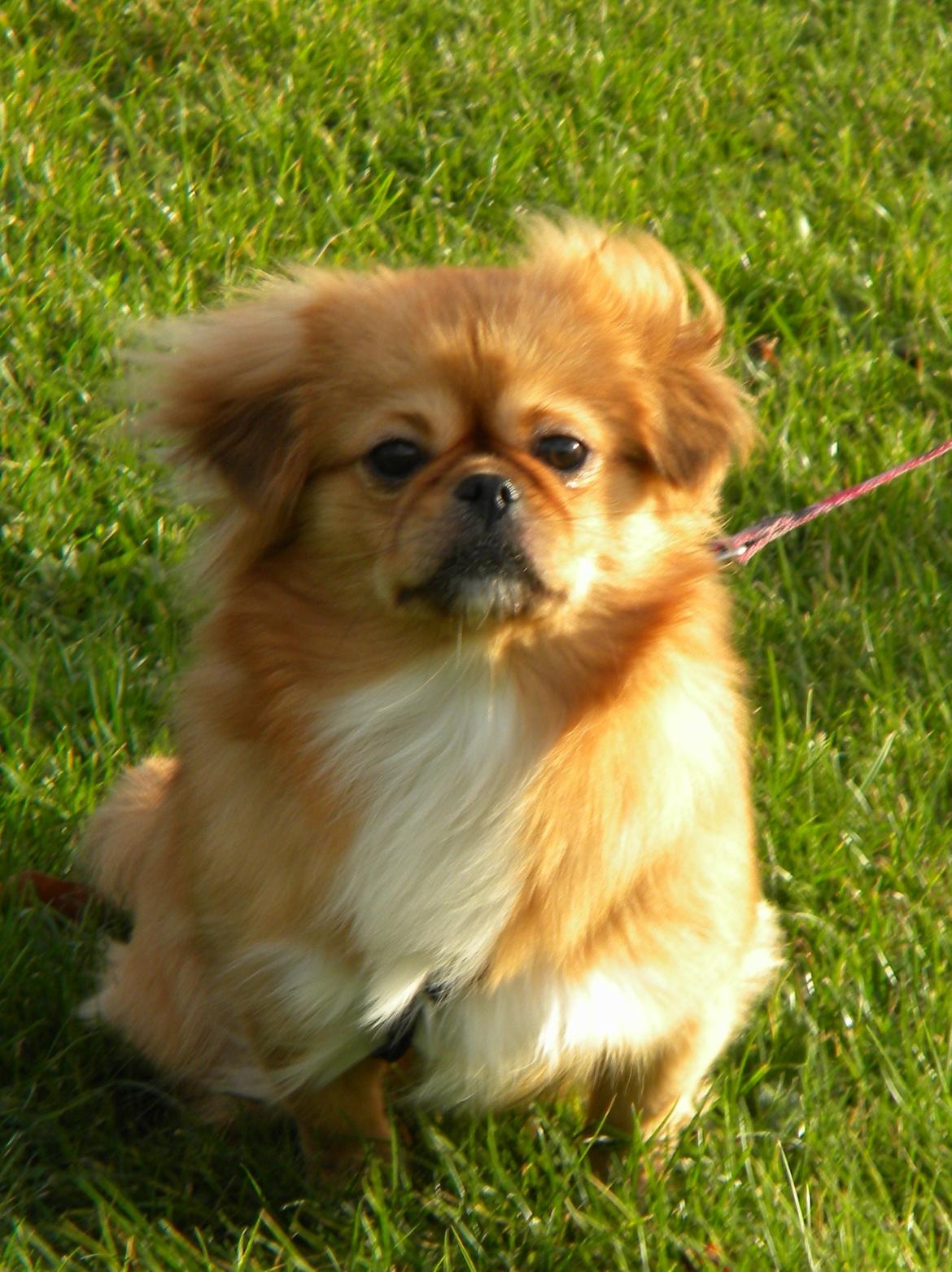 Blanding af racer Tulle billede 7