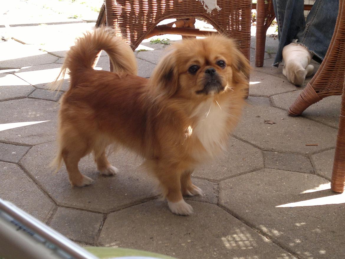 Blanding af racer Tulle billede 8