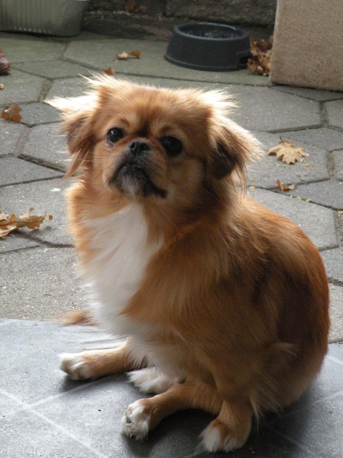 Blanding af racer Tulle billede 9