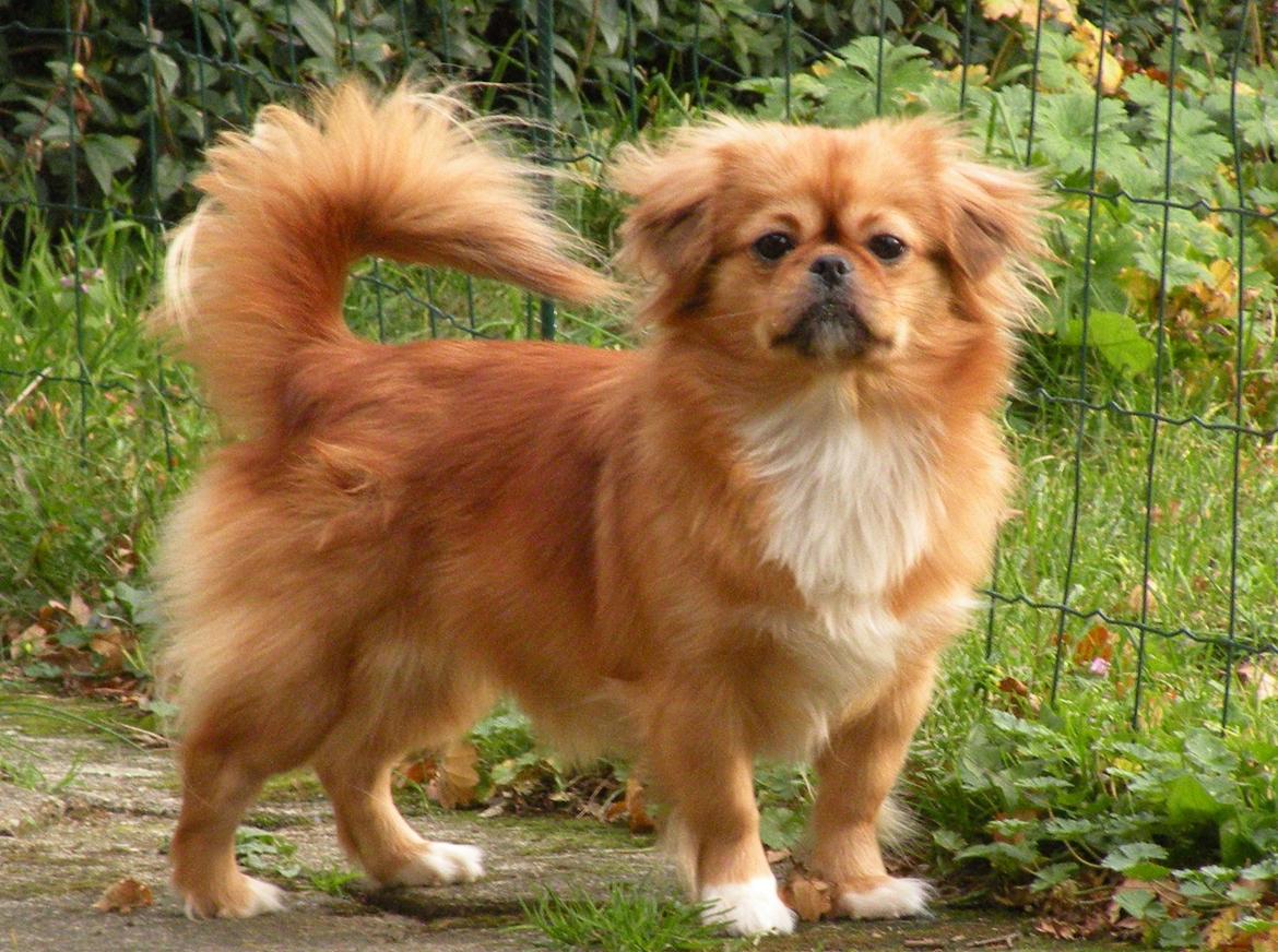 Blanding af racer Tulle billede 2