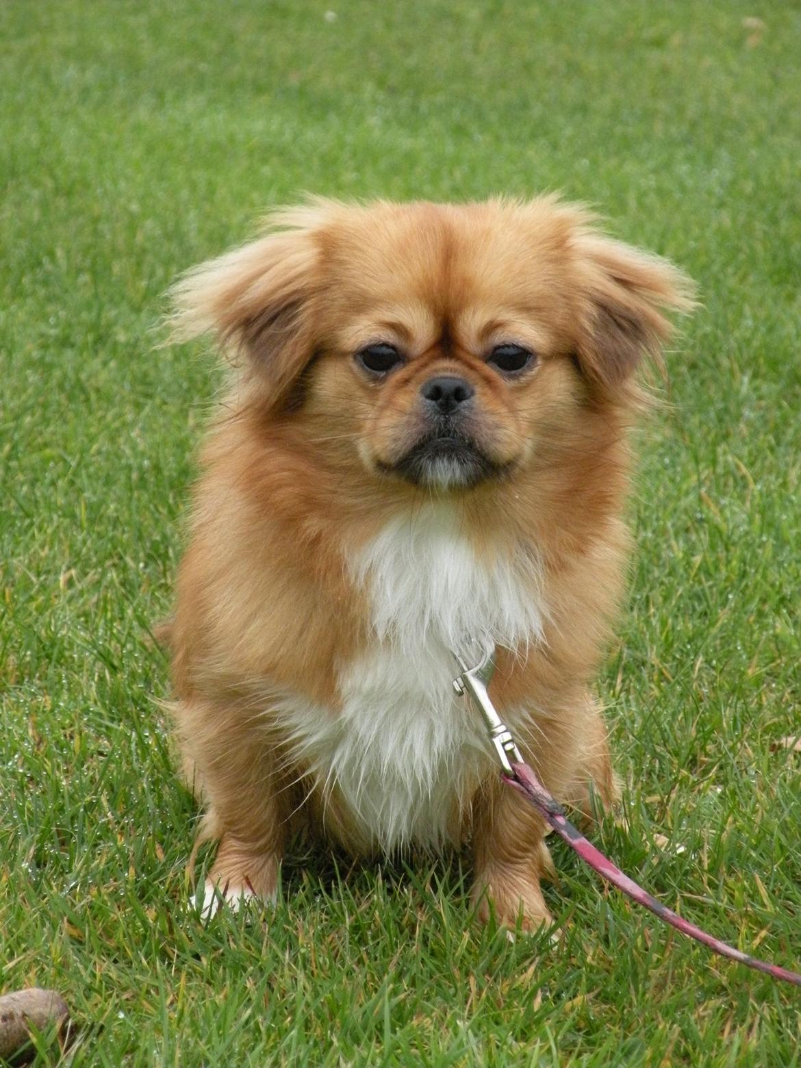 Blanding af racer Tulle billede 10