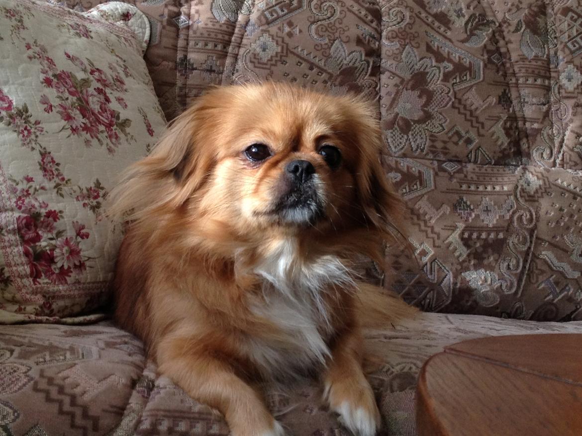 Blanding af racer Tulle billede 1