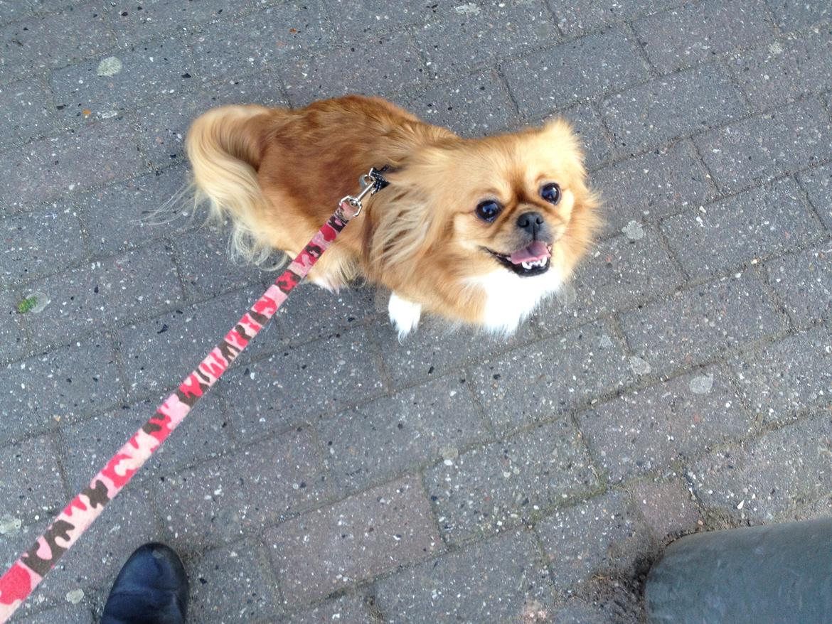 Blanding af racer Tulle billede 11