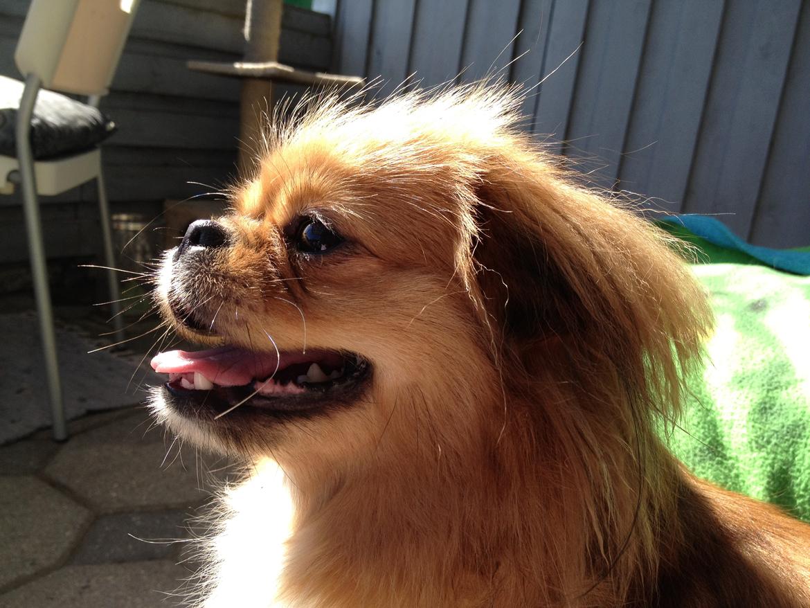 Blanding af racer Tulle billede 12