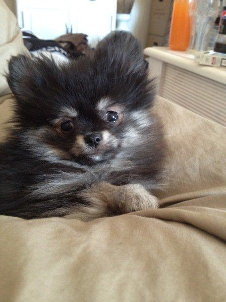 Pomeranian Baby billede 8