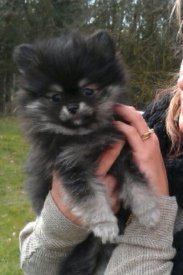 Pomeranian Baby billede 9