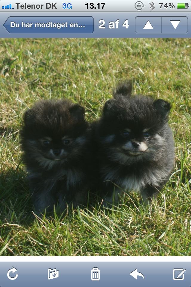 Pomeranian Baby billede 10