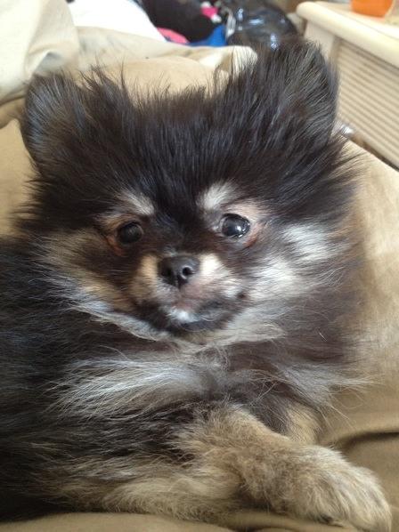 Pomeranian Baby billede 11