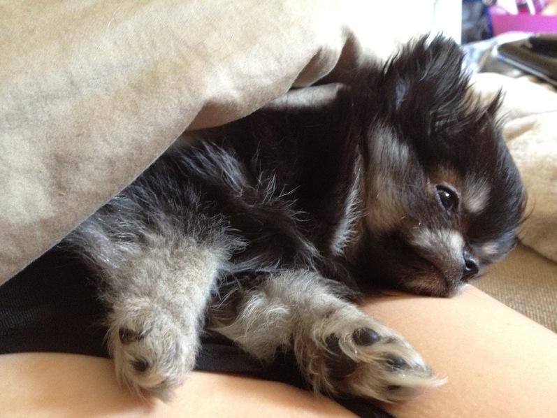 Pomeranian Baby billede 12