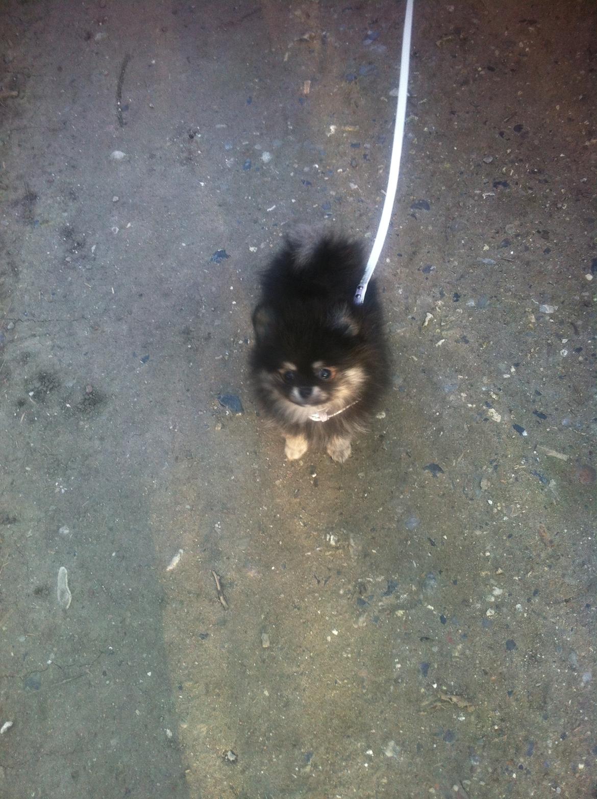 Pomeranian Baby billede 13
