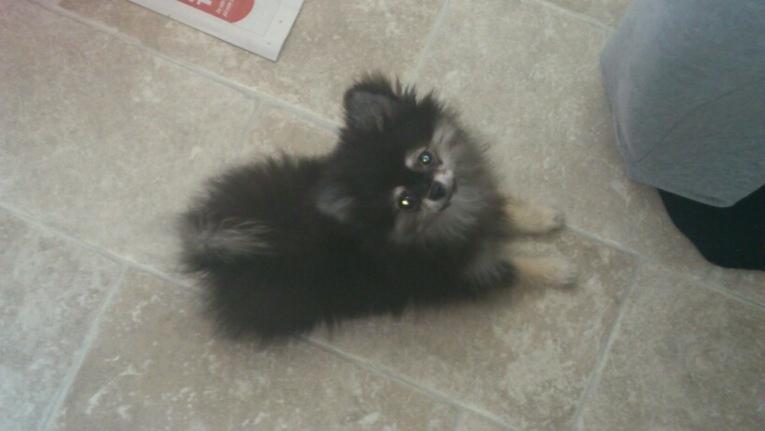Pomeranian Baby billede 14