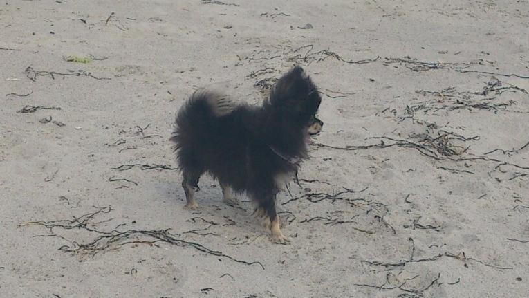 Pomeranian Baby billede 15