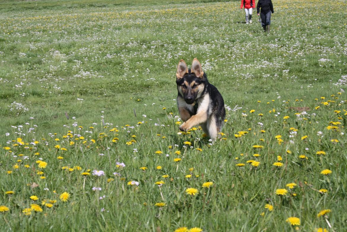 Schæferhund | Coco - 13/5-2010. | Foto: Monica Høgh billede 11