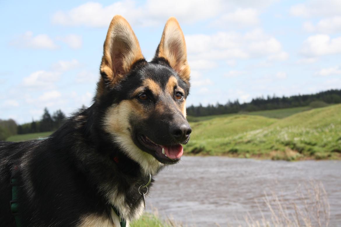 Schæferhund | Coco - ca. 6 måneder gammel - 13/5-2012. | Foto: Monica Høgh billede 12