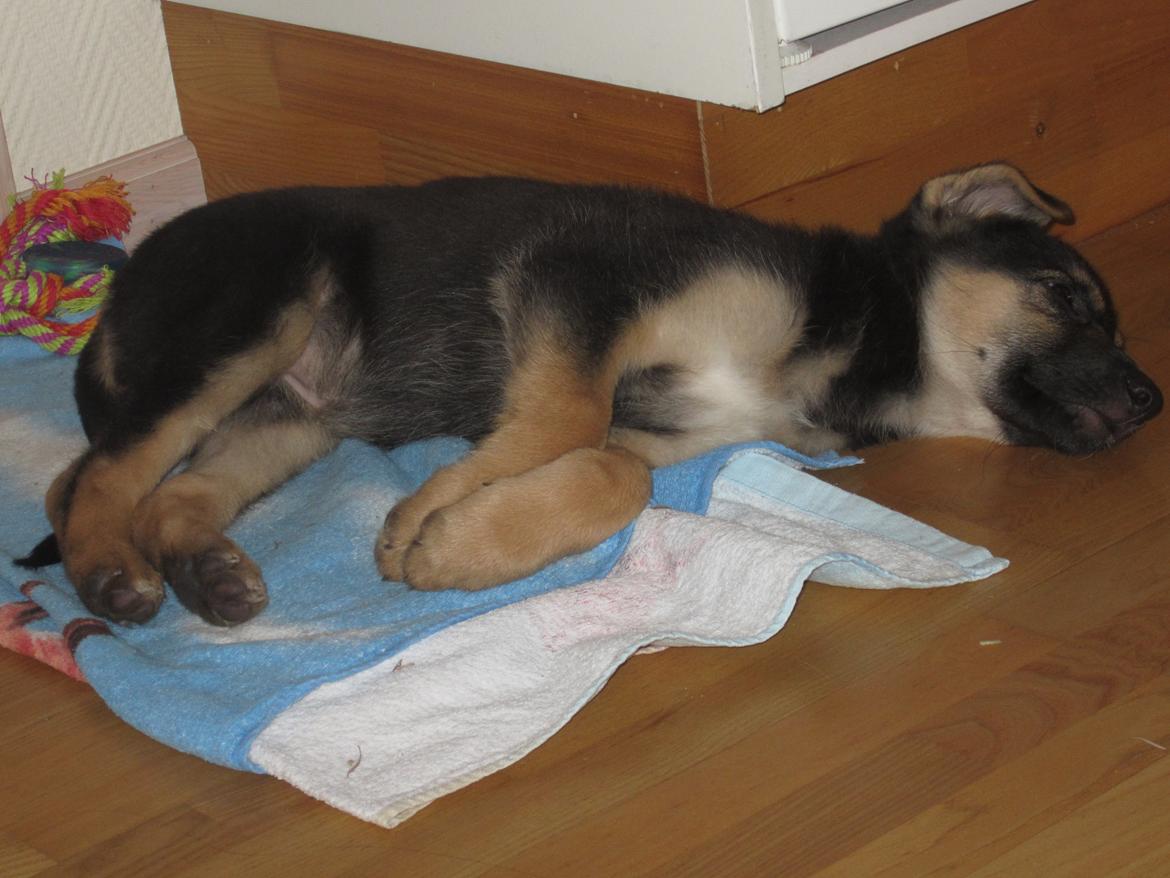 Schæferhund | Coco - Da hun ikke var ret gammel og stadig væk var så lille! - 08/2-2012. | Foto: Monica Høgh billede 15