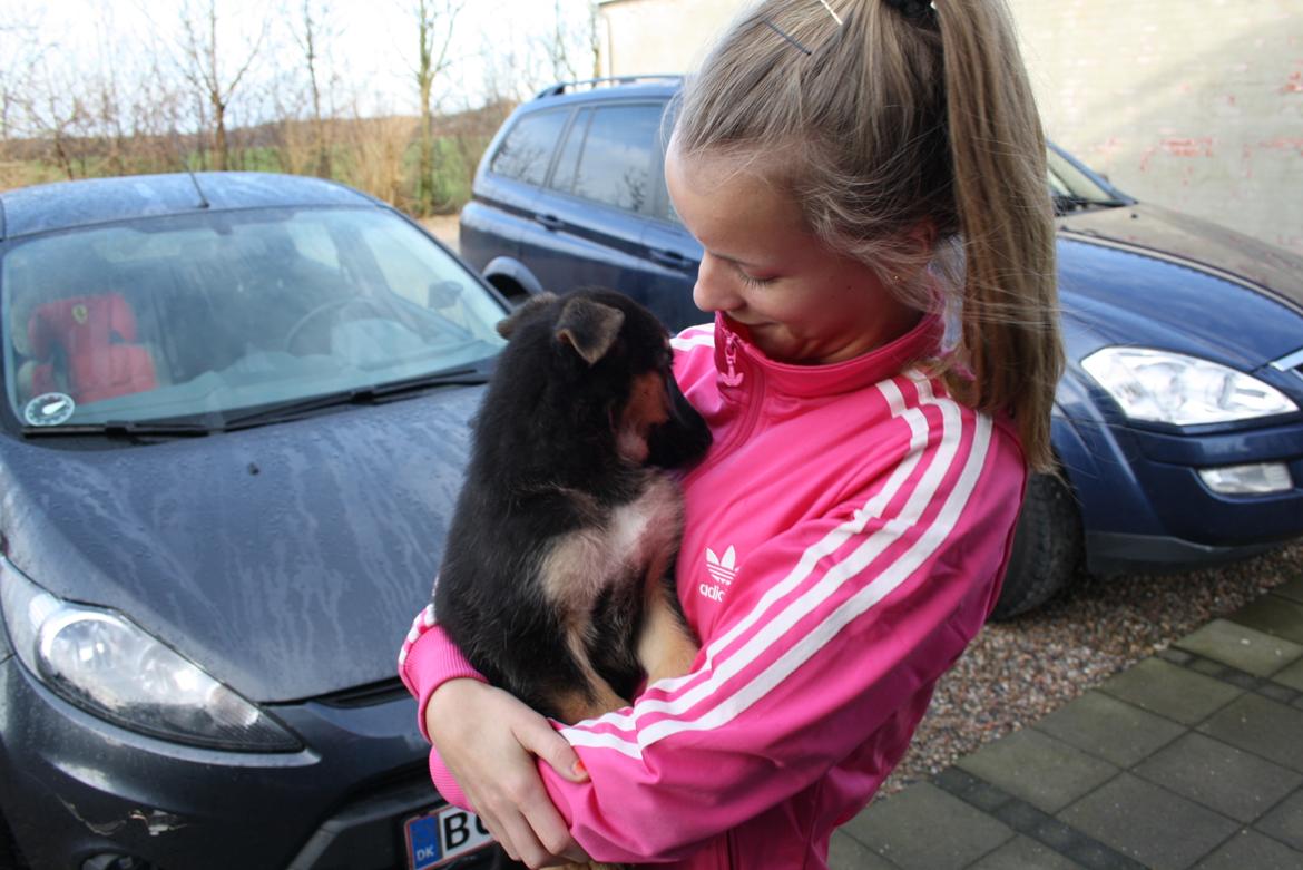 Schæferhund | Coco - Da vi var ude og hente lille Coco! - 22/1-2012. | Foto: Søster eller mor billede 17