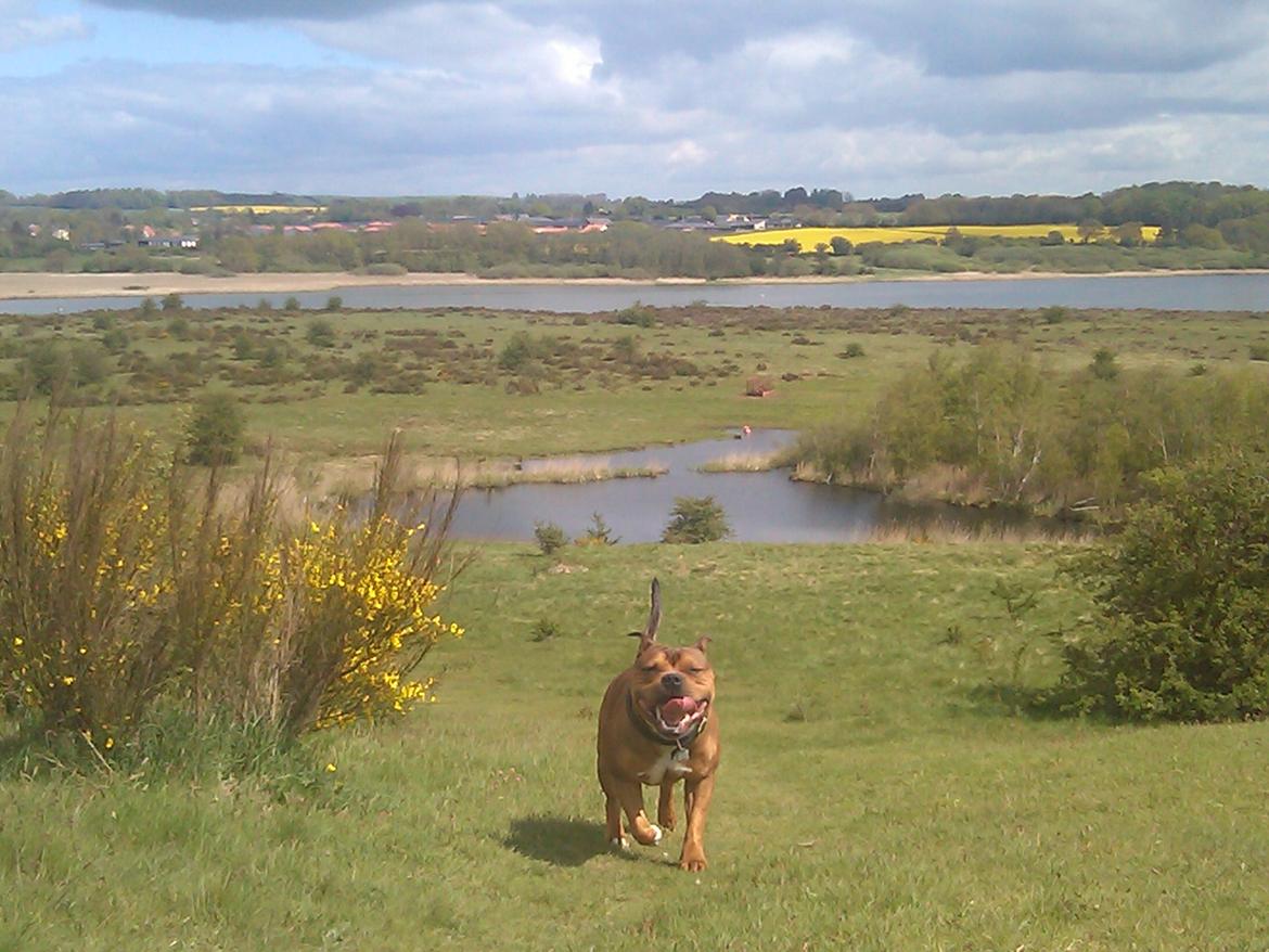 Staffordshire bull terrier Tovdal Sulja Boy - Enzo - En dejlig dag på heden. billede 18