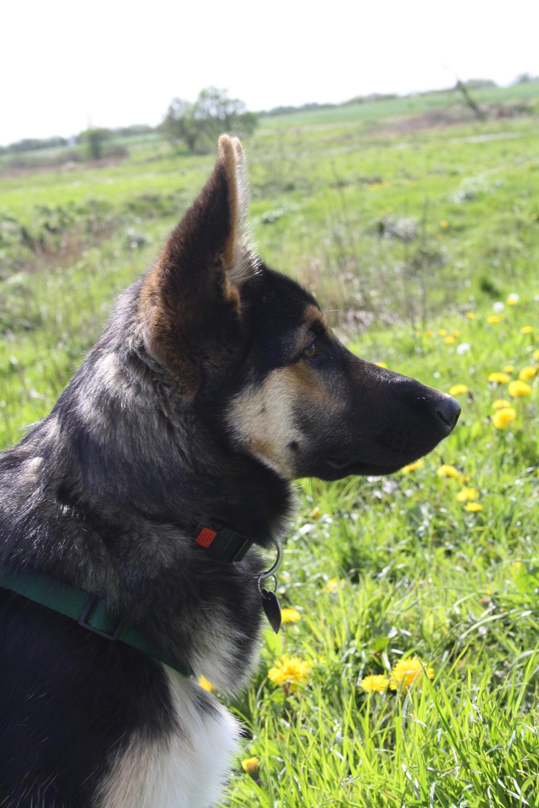 Schæferhund | Coco - 13/5-2012. | Foto: Monica Høgh billede 9