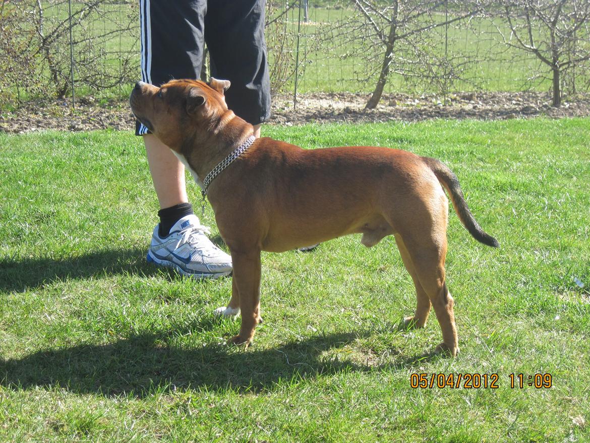 Staffordshire bull terrier Tovdal Sulja Boy - Enzo billede 7