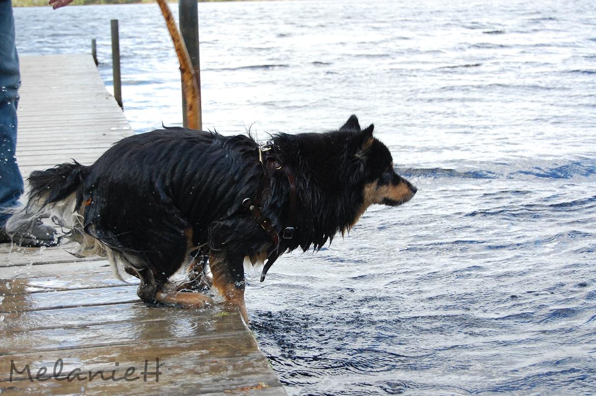 Finsk lapphund DKCH Fjällfarmens Oliwia - Fuld fart på, og så i vandet :) billede 27