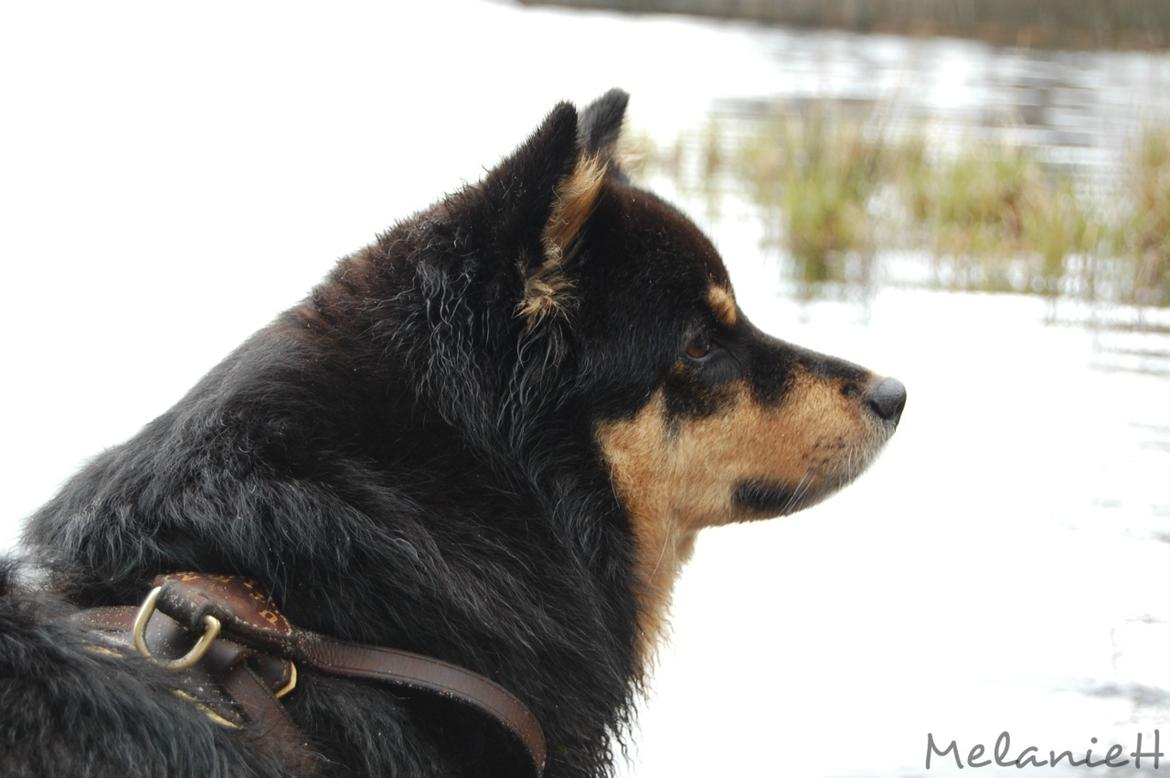 Finsk lapphund DKCH Fjällfarmens Oliwia - Min soulmate, min beskytter, og min bedste ven..  billede 26