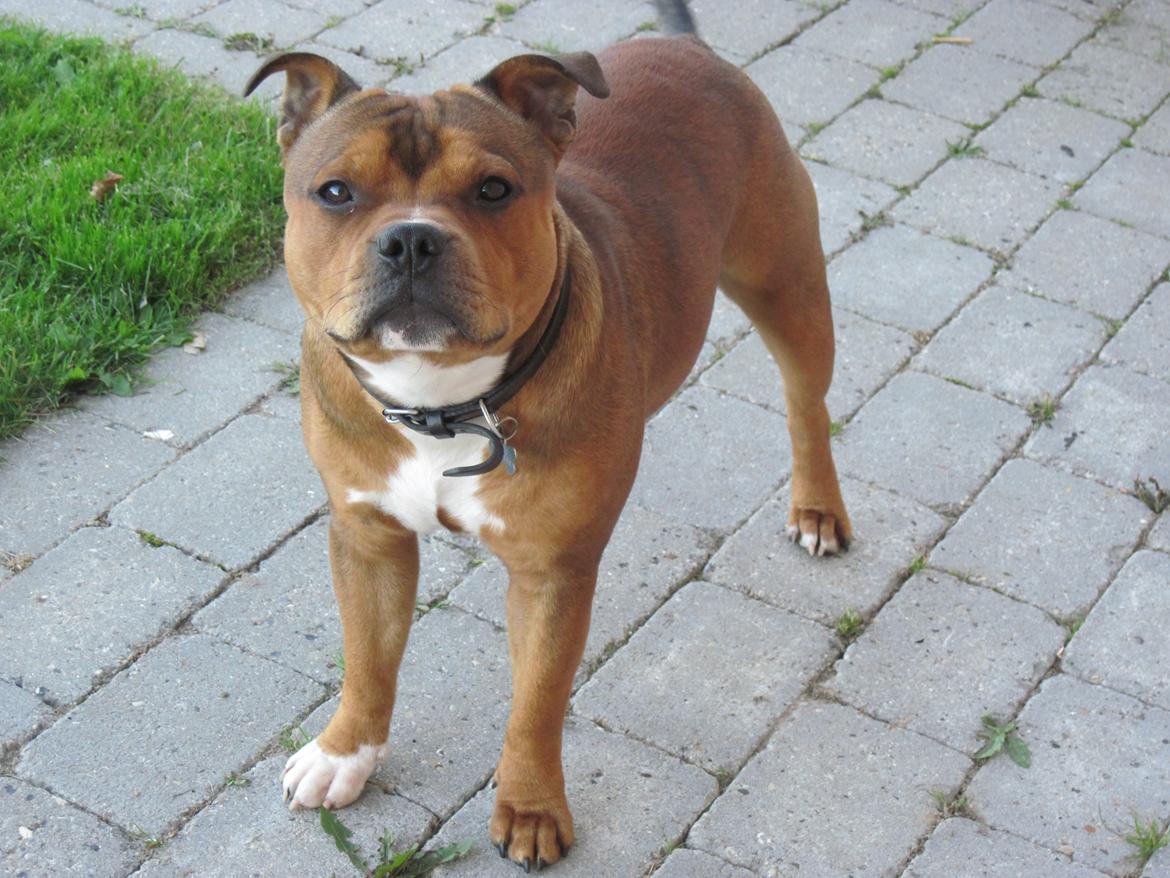 Staffordshire bull terrier Tovdal Sulja Boy - Enzo billede 8