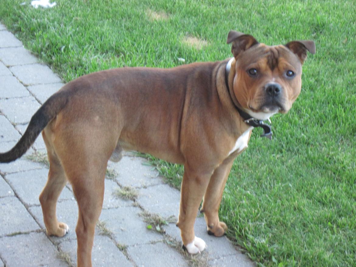 Staffordshire bull terrier Tovdal Sulja Boy - Enzo billede 9