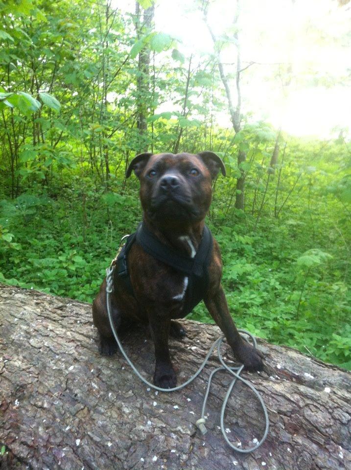 Staffordshire bull terrier Argo billede 5