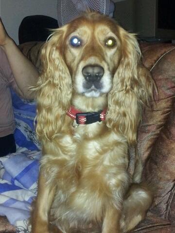 Cocker spaniel molly billede 14