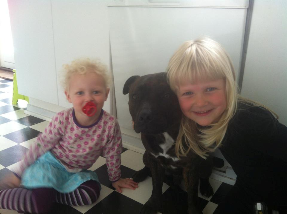 Staffordshire bull terrier Argo billede 8