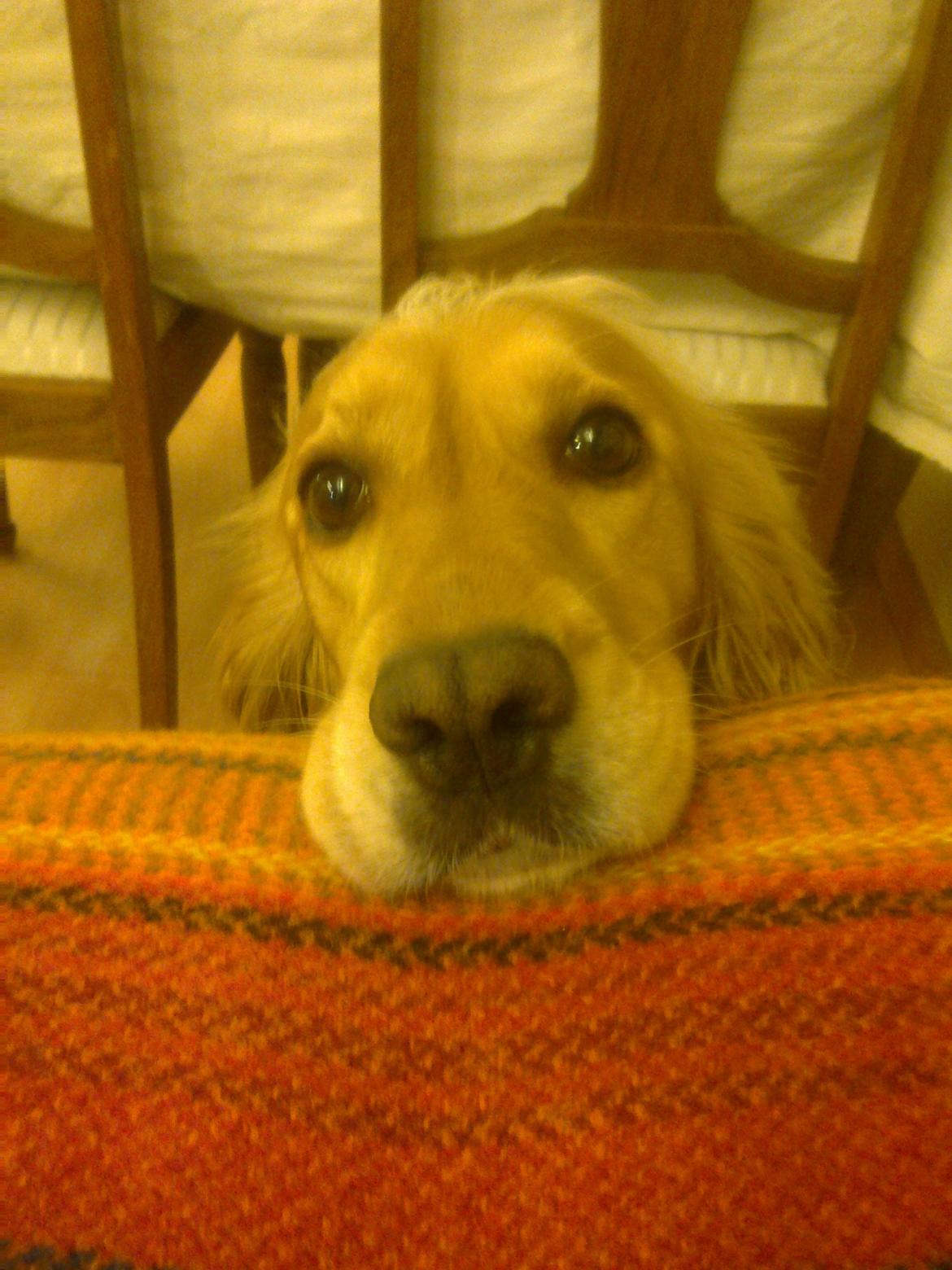 Cocker spaniel molly billede 15