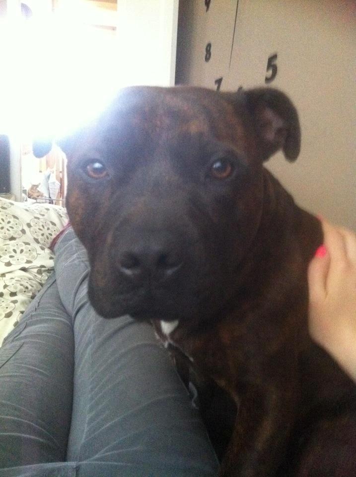 Staffordshire bull terrier Argo billede 9