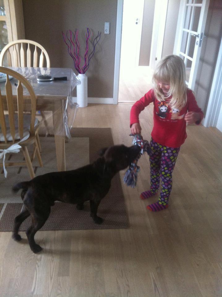 Staffordshire bull terrier Argo billede 10