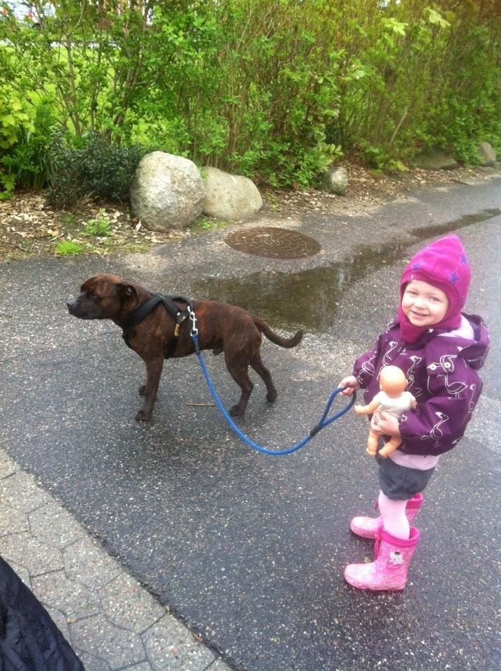 Staffordshire bull terrier Argo billede 11