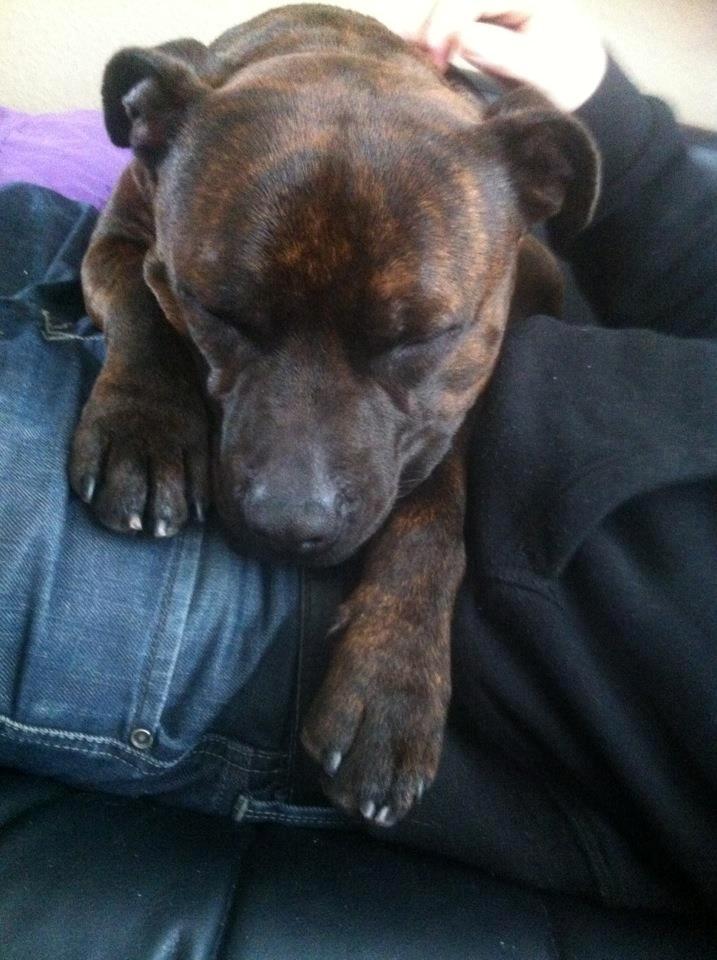 Staffordshire bull terrier Argo billede 12